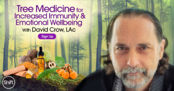 Tree Medicine For Increased Immunity & Emotional Wellbeing