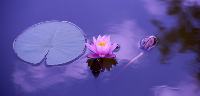 Guided Meditation for Anxiety Release