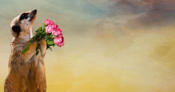 The Art Of Gratitude Guided Meditation
