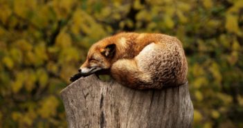 Affirmations For Sleep – 528 Hz – Buddha Mind