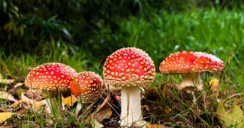 Fungi and Global Consciousness