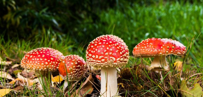 Fungi and Global Consciousness