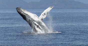 Whales Of Peace – Meditate With Whale Sounds